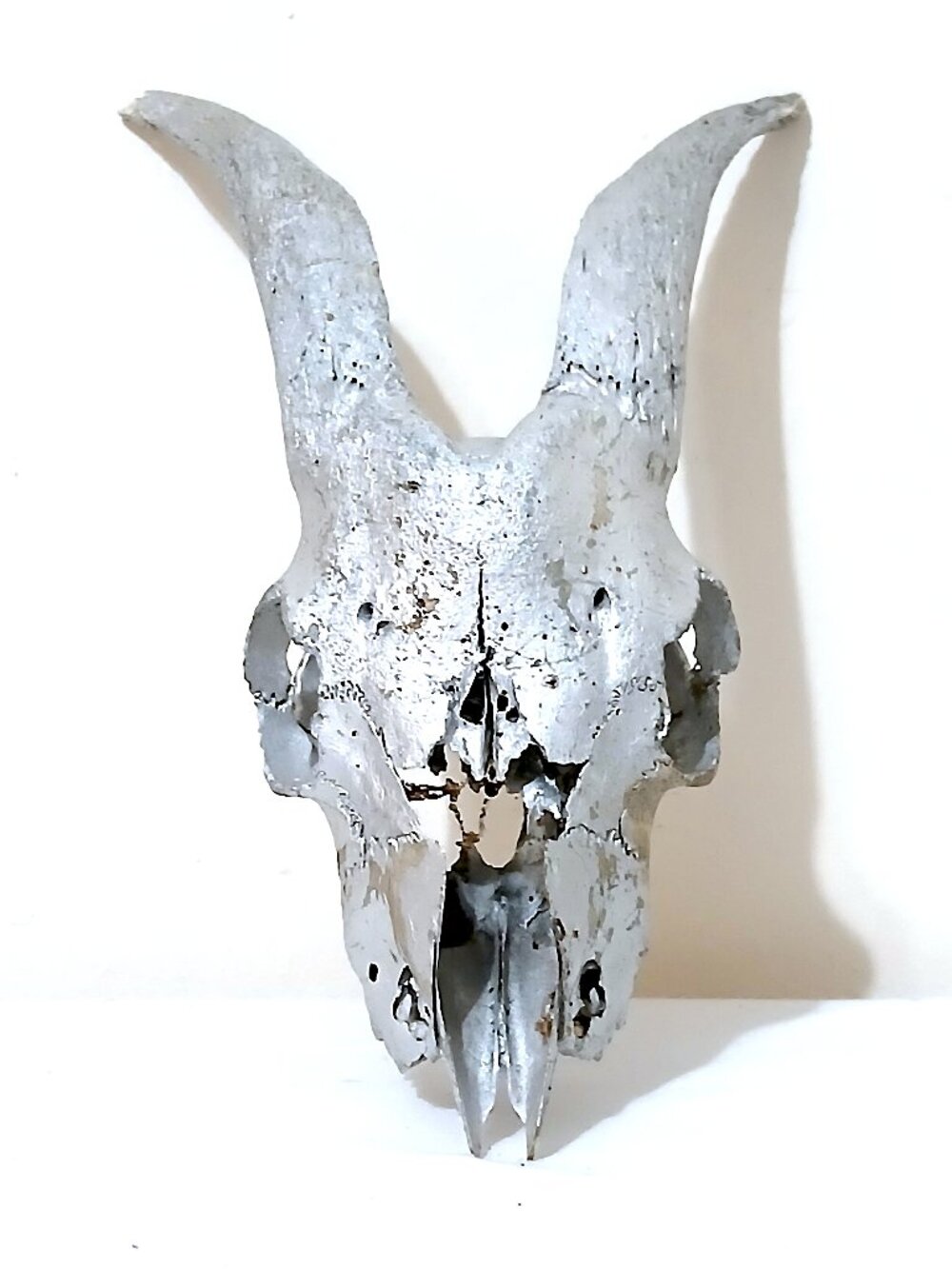 Real Goat Skull Painted Silver Taxidermy Oddity Decor Horned Skull 11.5"